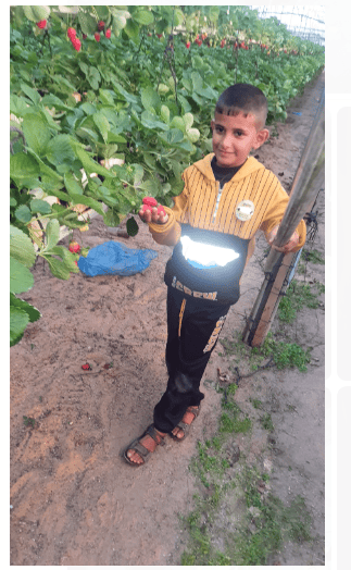 Child picking strawberries